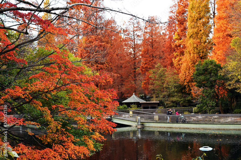 東京 吉祥寺 井の頭公園の紅葉 東京 吉祥寺 井の頭公園の紅葉