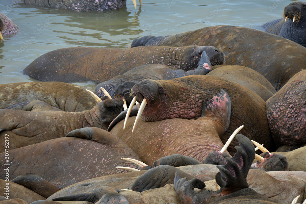Fototapeta premium Walrus atlantic, Pechora sea, Russia