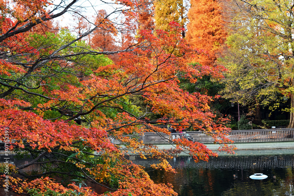 東京 吉祥寺 井の頭公園の紅葉