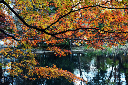 東京 吉祥寺 井の頭公園の紅葉