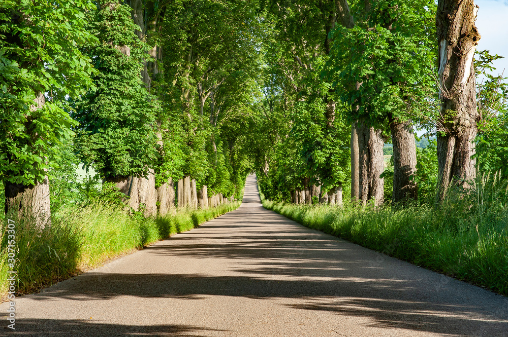 Fototapeta premium Long straight road with trees on both sides