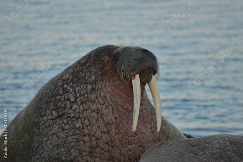 Walrus atlantic, Pechora sea, Russia