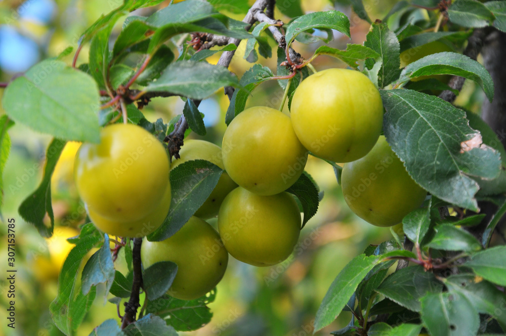 On the branch ripen yellow berries of plums (Prunus cerasifera). On the branch ripen yellow berries of plums (Prunus cerasifera).