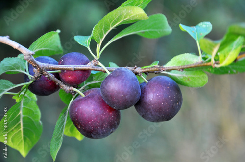 On the branch ripen berries of plums (Prunus cerasifera). photo