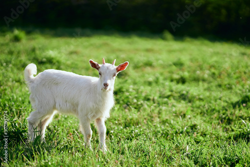 white goat on green grass © SHOTPRIME STUDIO