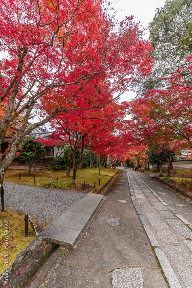 Naklejka premium 真如院 紅葉