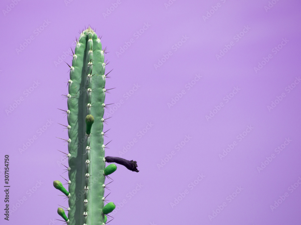 Naklejka premium Cactus on purple background with copy space