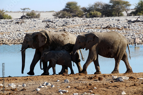 Wilde Elefanten in der Savanne von Namibia Afrika