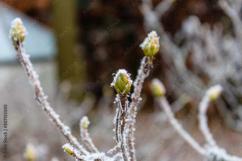 Azalee, Knospen raureif belegt