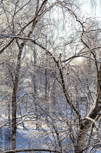 frosty day in the park, trees in ice  © Julija