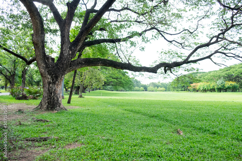 City public park bangkok thailand. Big trees in the park and green grass. City public park bangkok thailand. Big trees in the park and green grass.