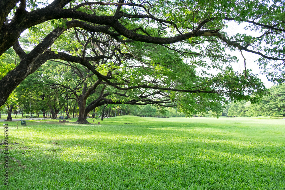 City public park bangkok thailand. Big trees in the park and green grass. City public park bangkok thailand. Big trees in the park and green grass.