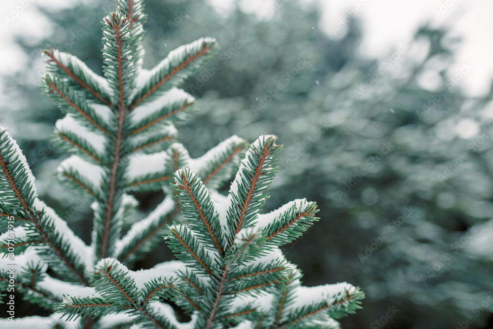 Spruce branches close-up in the snow. Winter postcard, the first snow lies on the branches Spruce branches close-up in the snow. Winter postcard, the first snow lies on the branches