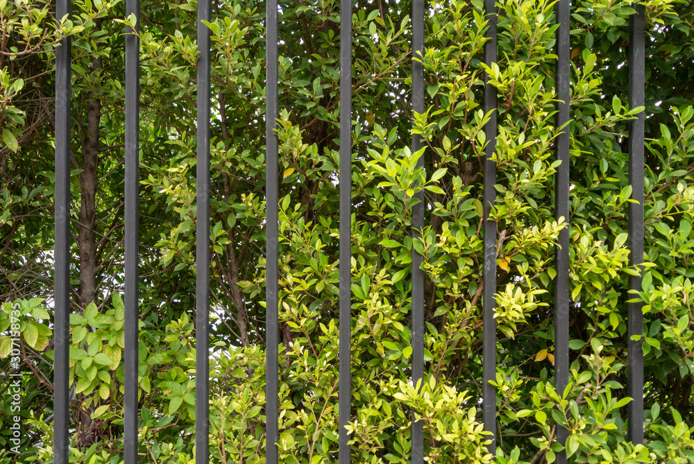 trees in the forest trees in the forest