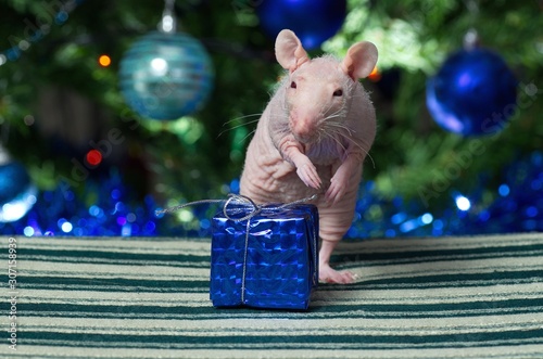 Decorative rat at the Christmas tree.