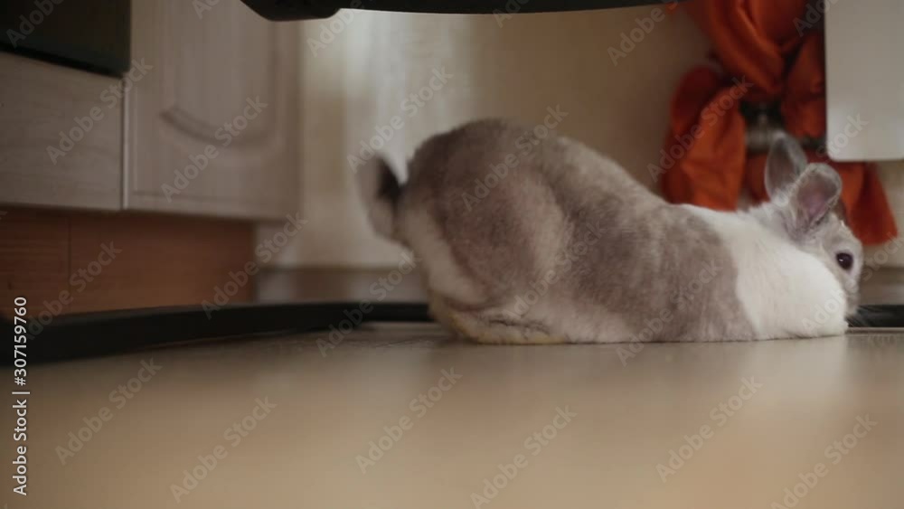 White and striped rabbit lay on the floor under an armchair