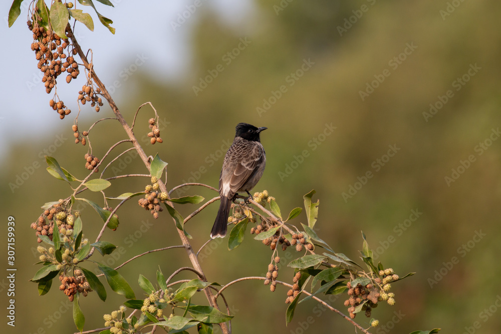 Obraz premium Red-vented Bulbul