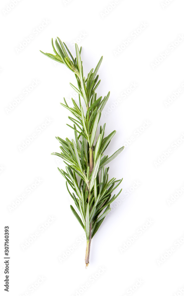 Fototapeta premium fresh rosemary isolated on white background, Top view.