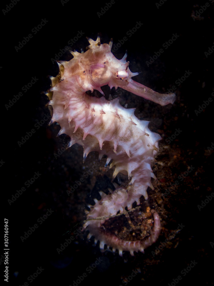 Isolated spiny seahorse (Hippocampus histrix), also referred to as the thorny seahorse in Anila0, Philippines. Marine life and underwater photography. Isolated spiny seahorse (Hippocampus histrix), also referred to as the thorny seahorse in Anila0, Philippines. Marine life and underwater photography.