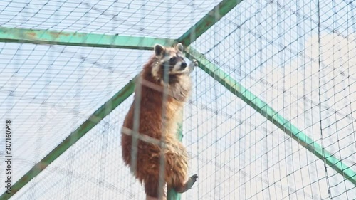 panorama of wild raccoon climb on green lattice