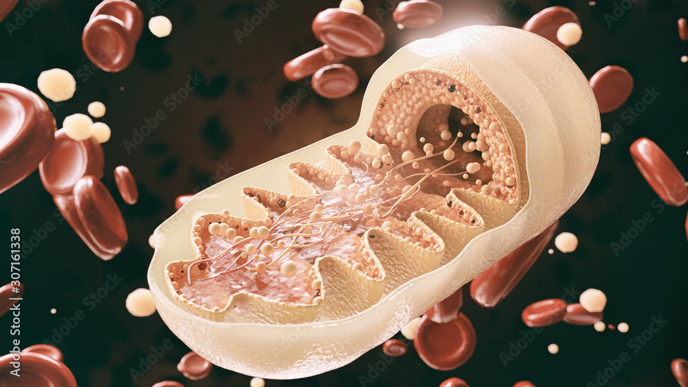 mitochondria cell in close-up - 3D Rendering - obrazy, fototapety, plakaty 