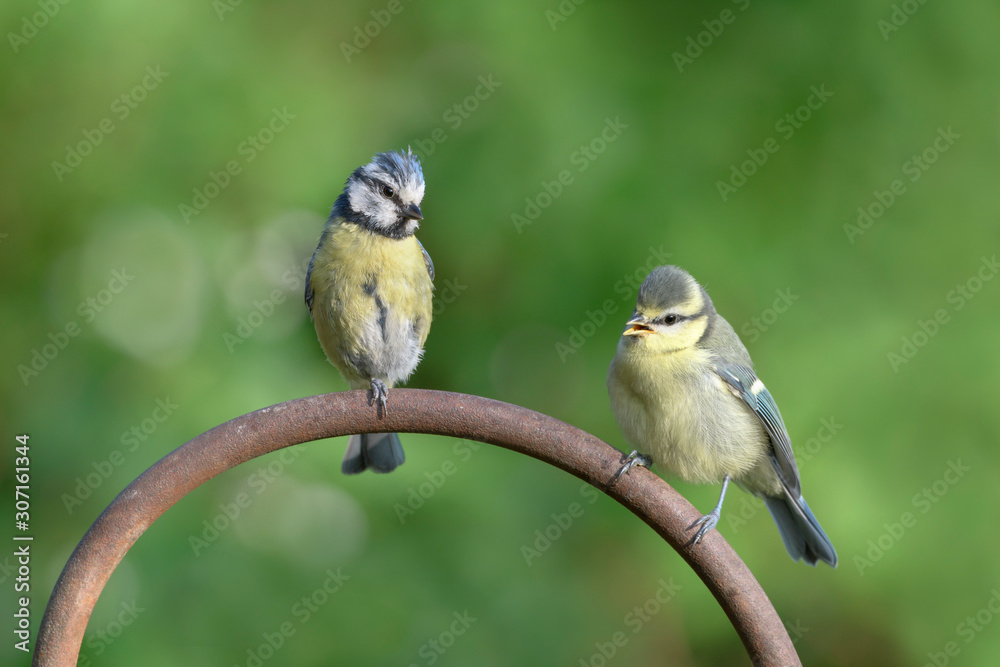 Obraz premium Junge Blaumeise und Elternteil