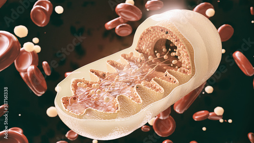 mitochondria cell in close-up - 3D Rendering photo