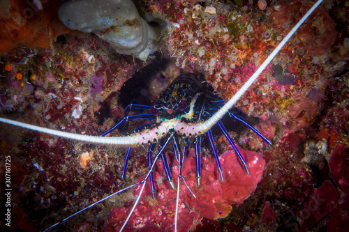 Blue Spiny lobster  Panulirus versicolor  hiding in a coral cave near Anilao  Batangas  Philippines. Underwater photography and marine life.