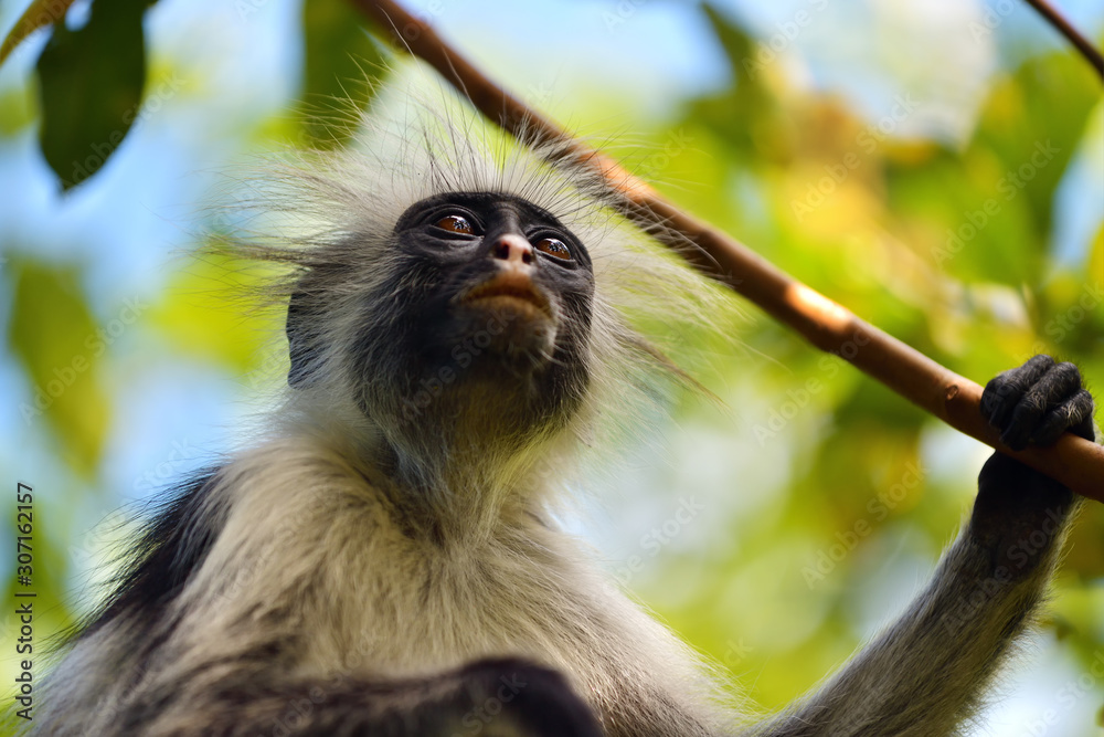 Naklejka premium Zanzibar red colobus in Jozani forest. Tanzania, Africa