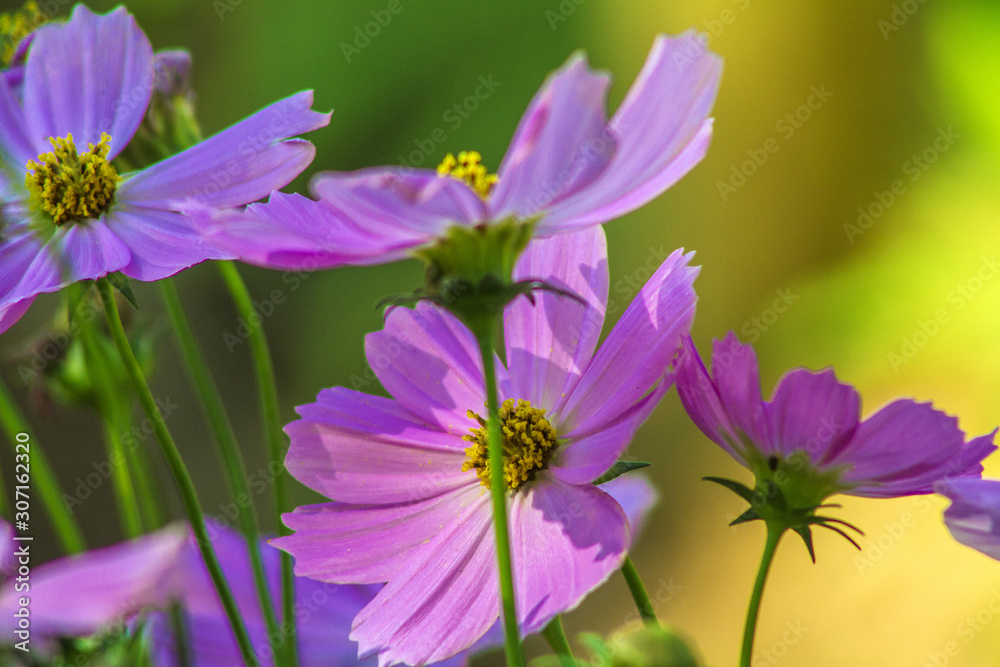 pink flower