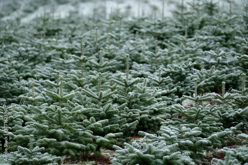 Close up front view of Christmas trees (cover with hoarfrost early in the morning) in a Christmas tree cultivation (farm or nursery) . Picking out one for a special holiday tradition. 