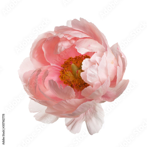 Pink peony flower isolated on white background. photo