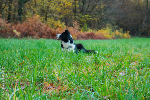 Border collie sdraiato in un prato verde, animali e natura