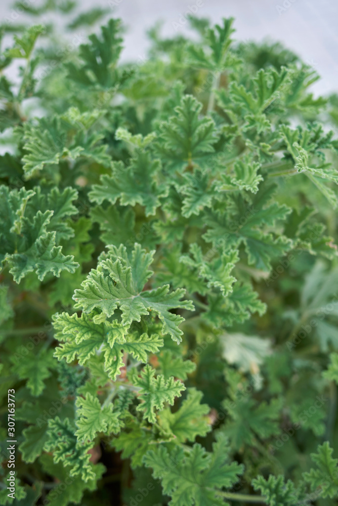 Pelargonium graveolens Pelargonium graveolens