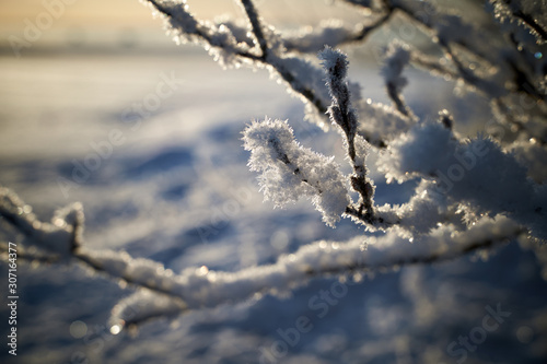 frozen tree branch at the sea shore