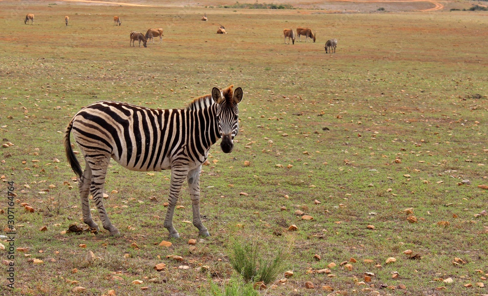 Naklejka premium the wild animals of South Africa