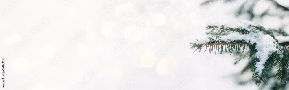 Winter Christmas banner, background. Green Spruce branches in the snow on light bokeh background with copy space