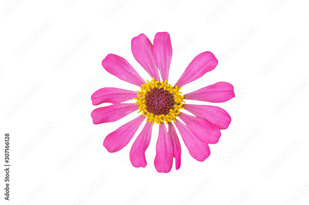 Closeup of pink flowers with petals on isolate background. Closeup of pink flowers with petals on isolate background.