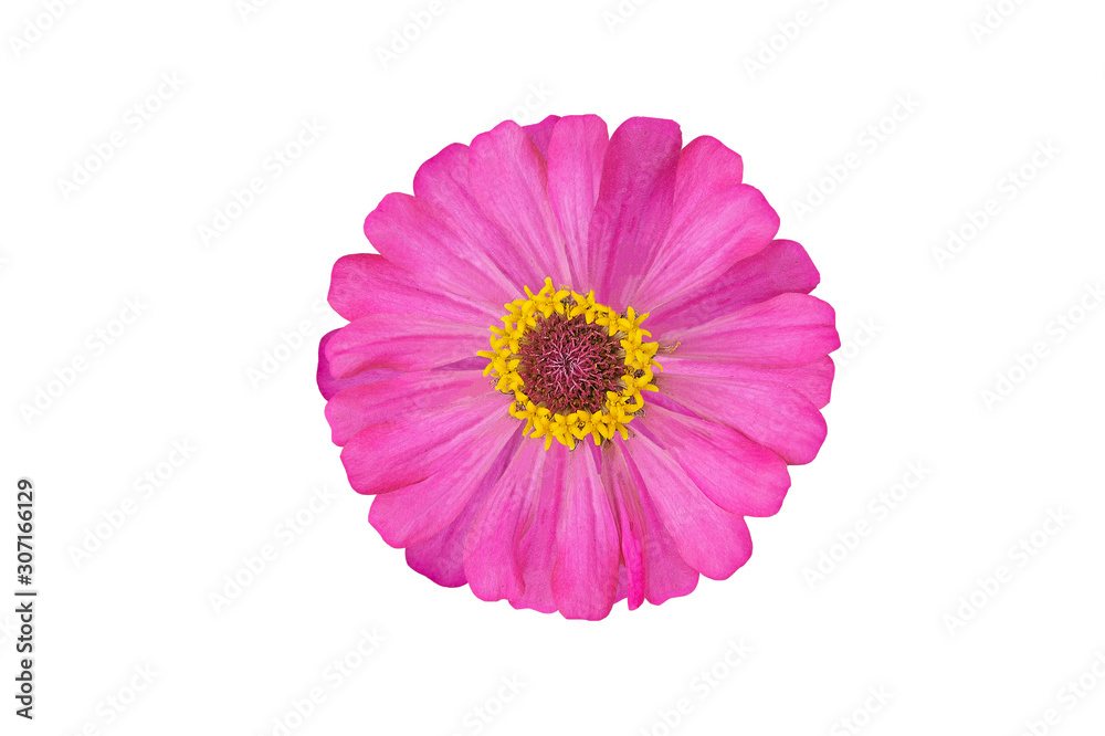 Closeup of pink flowers with petals on isolate background.