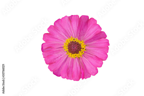 Closeup of pink flowers with petals on isolate background.