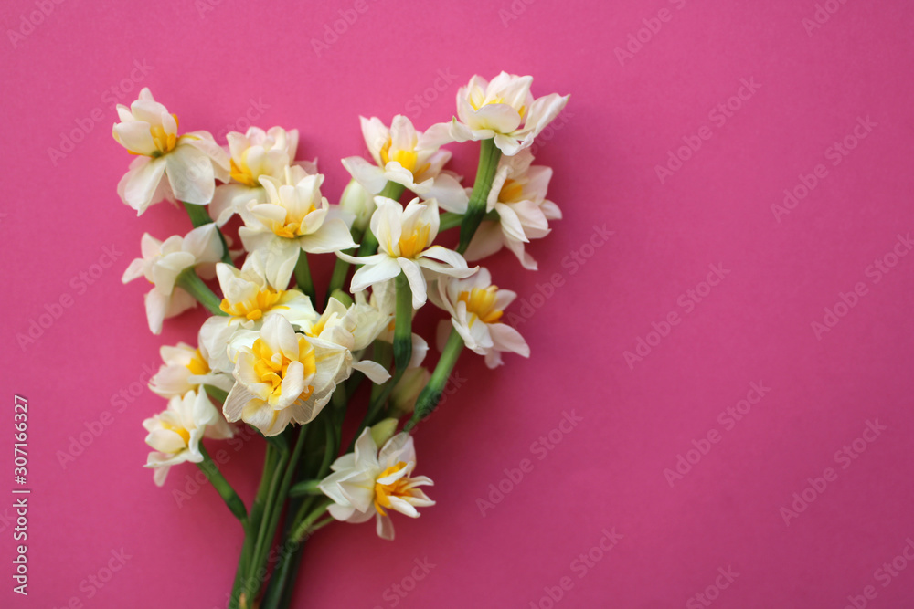 bouquet of white narcissus flowers on pink background, scented flowers beautiful bouquet of white narcissus flowers on pink background, scented flowers beautiful