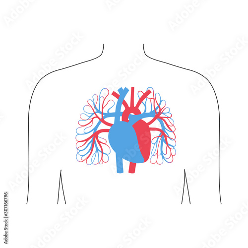 circulatory system anatomy