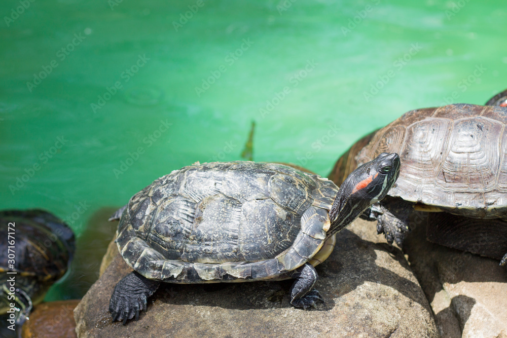 Obraz premium Pond slider