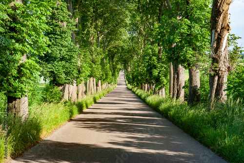 Long straight road with trees on both sides