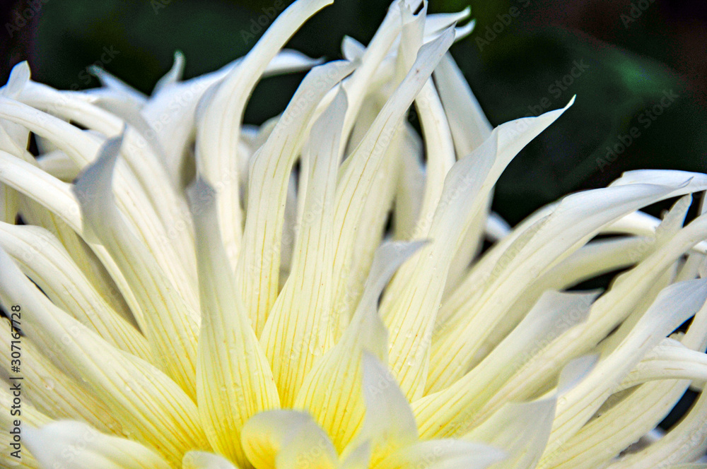 closeup of white dahlia closeup of white dahlia
