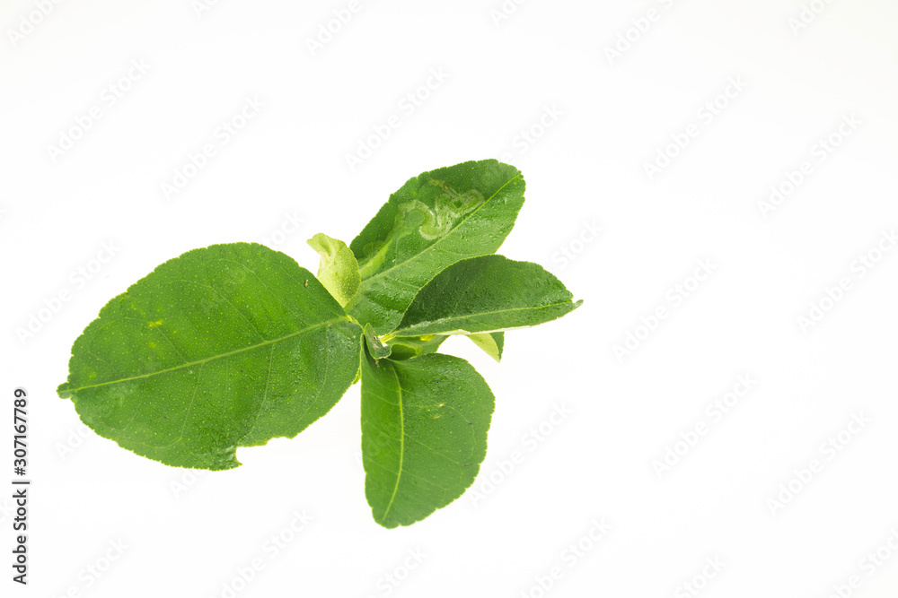 Lemon leaf Lemon leaf