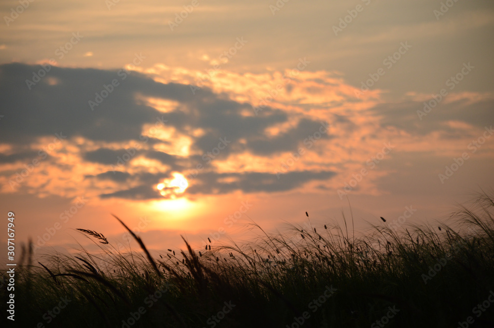 sunset over ears of  wheat 