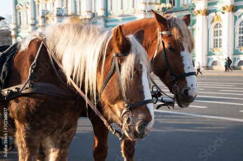 beautiful horse in stable in the city