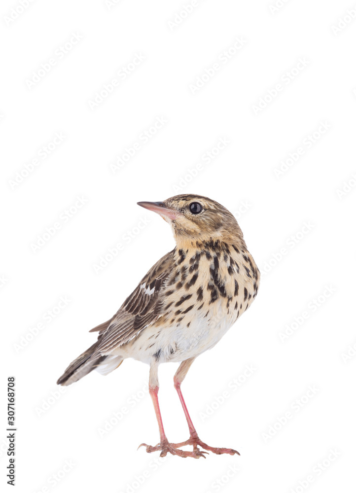 Tree Pipit (Anthus trivialis) isolated on a white background Tree Pipit (Anthus trivialis) isolated on a white background
