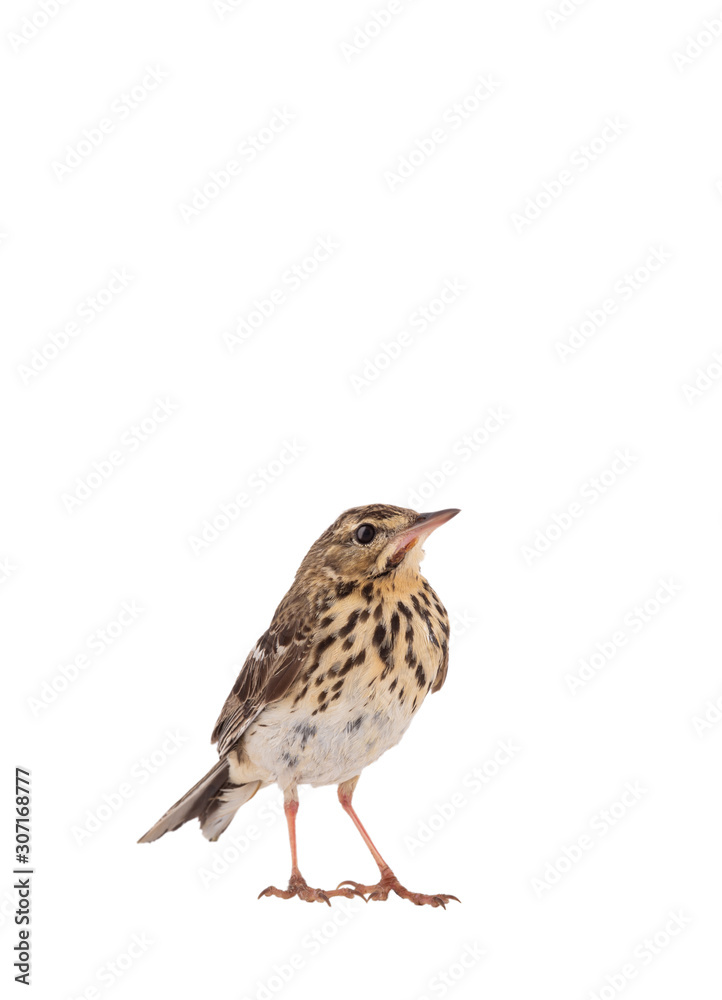 Tree Pipit (Anthus trivialis) isolated on a white background Tree Pipit (Anthus trivialis) isolated on a white background